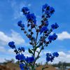petalpulsecapture