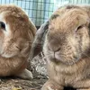 bunnylove0.1