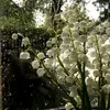 nhucuccut12345