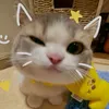 chau.yuki12