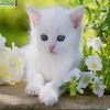 menna.alaa690