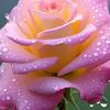 md.alamin4069