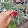 rizna.has