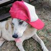 perro.aventuras6