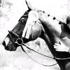 trakehner.love7