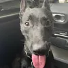 malinois_training