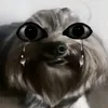 isazzxxlh