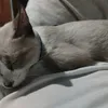 susu.miau5