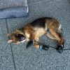onyx.thegermanshepard
