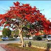 flamboyan2004