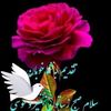 hamid.alipour8