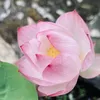 uyen_50