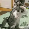 mnjjsjs