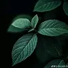 thanh.trc02090