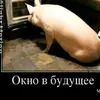 v'a'di'm'ka
