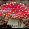 amanitamuscaria20.50.100