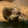 maru.kitty0012