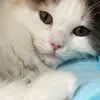 ujjpjj