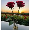 asmashah_786
