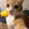 dikooo_60
