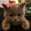 zlata.cat01