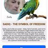 sadiqireland