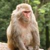 macaco_124
