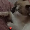 gato.lasanha