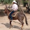 g.palomino6