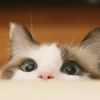 Funny Animal 156