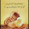 fiaz.ahmed.malana