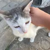 hampertthegoose