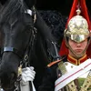 royal.kingguard