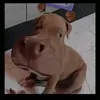 phzinho.02