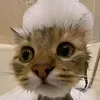 _ella_animates_