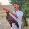 manzar.sipra