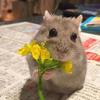 hamster_vasya