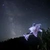 lily_ofthevalley0.0