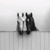 dll__irq
