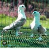 fancypegions4