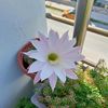 sureyya.celik4