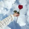 perle.rose5