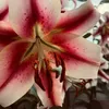 sophia_grace55