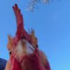 chickenknight21