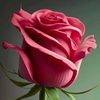 fadhila.laswed