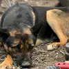kawempe.rescue.hu
