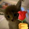thi.hongg3