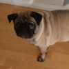 puggy_254
