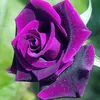 nha.uyen.le0