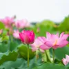 quoc.khanh1482